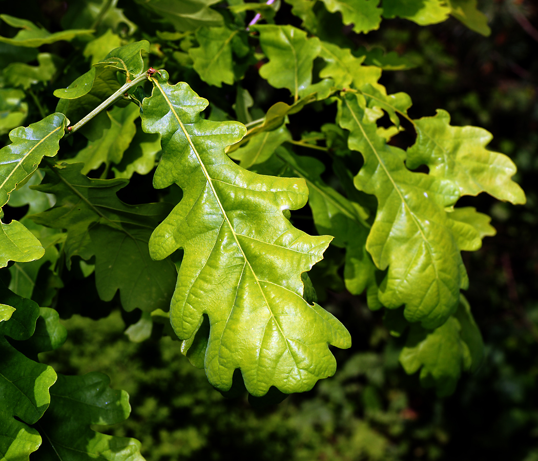 Image of Quercus robur specimen.