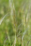 Stipa pennata. Фрагменты остей. Татарстан, Нижнекамский р-н, окр. дер. Благодатная, лесостепной участок с чередованием степи и перелесков с преобладанием дуба, открытый участок. 29 мая 2016 г.