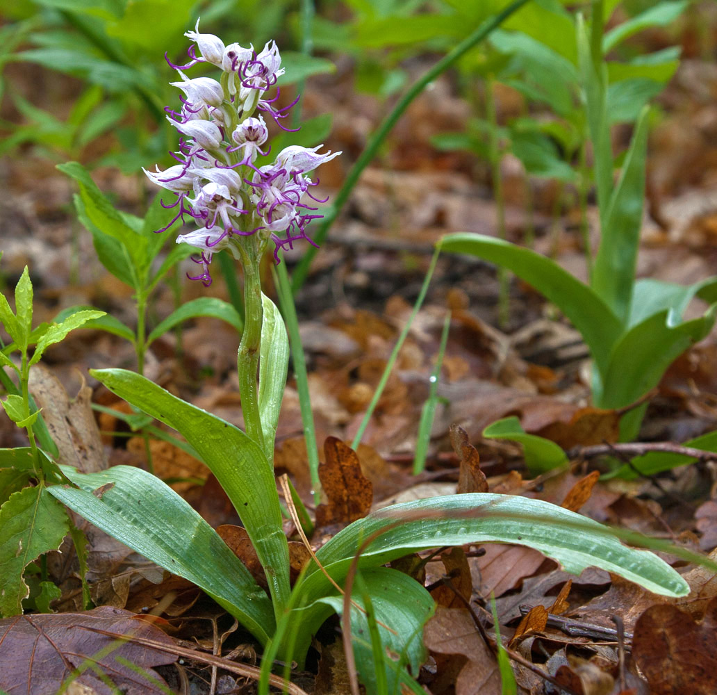 Изображение особи Orchis simia.