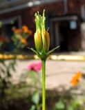 Cosmos sulphureus