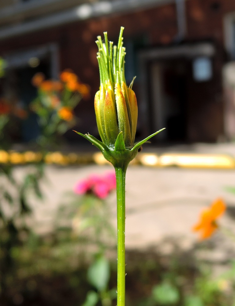 Изображение особи Cosmos sulphureus.