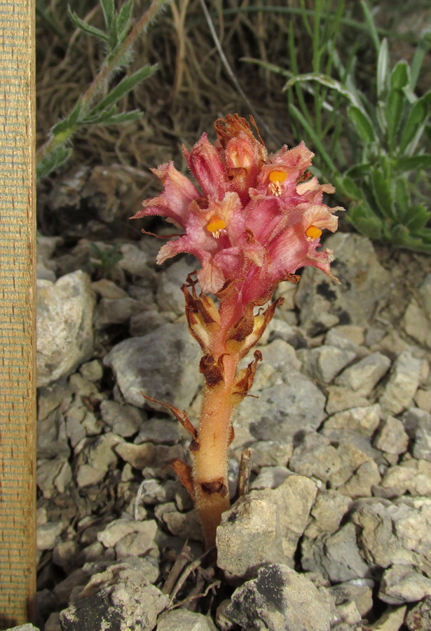 Image of Orobanche centaurina specimen.