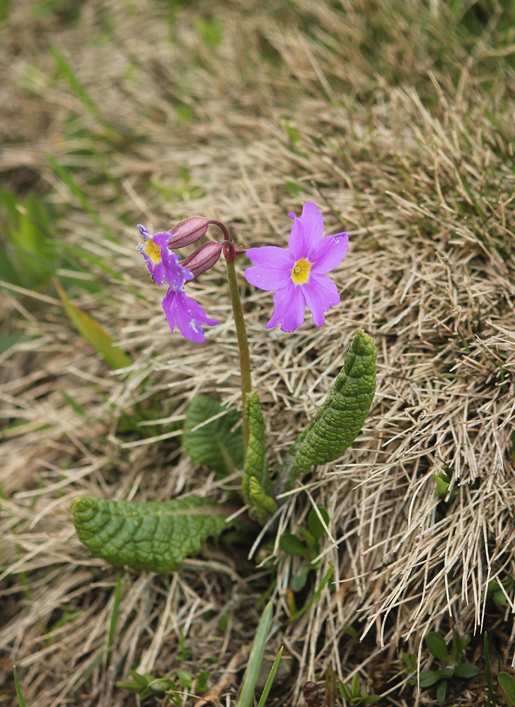 Изображение особи Primula amoena.