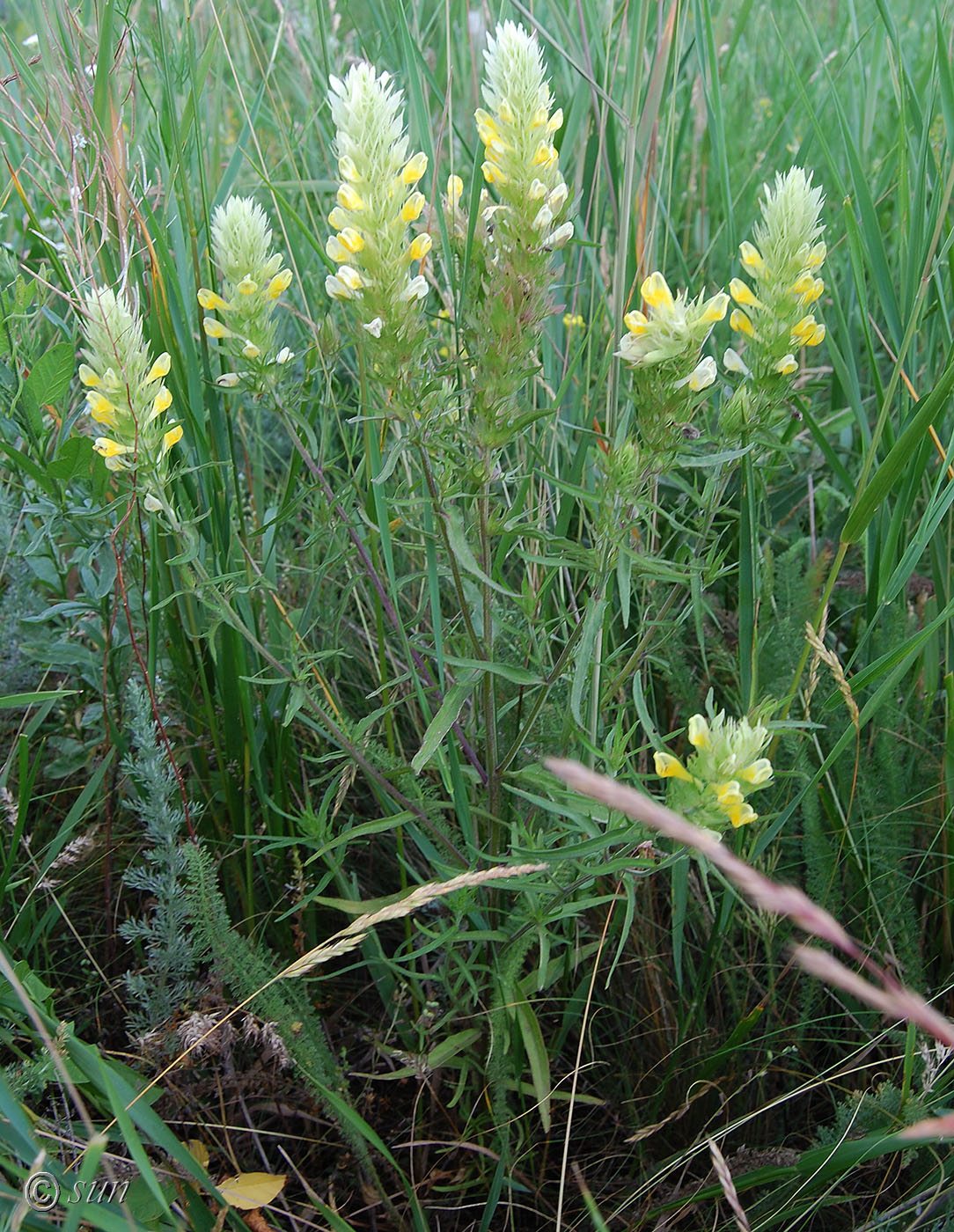 Image of Melampyrum argyrocomum specimen.