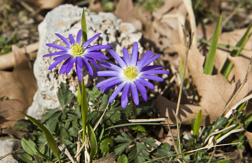 Изображение особи Anemone blanda.