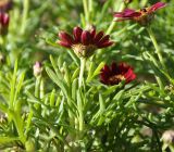 Argyranthemum frutescens