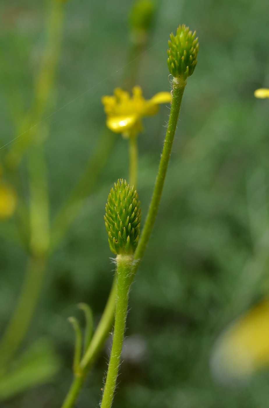 Изображение особи Ranunculus oxyspermus.