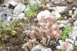 Sedum hispanicum