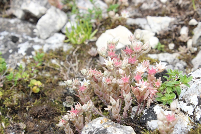 Image of Sedum hispanicum specimen.