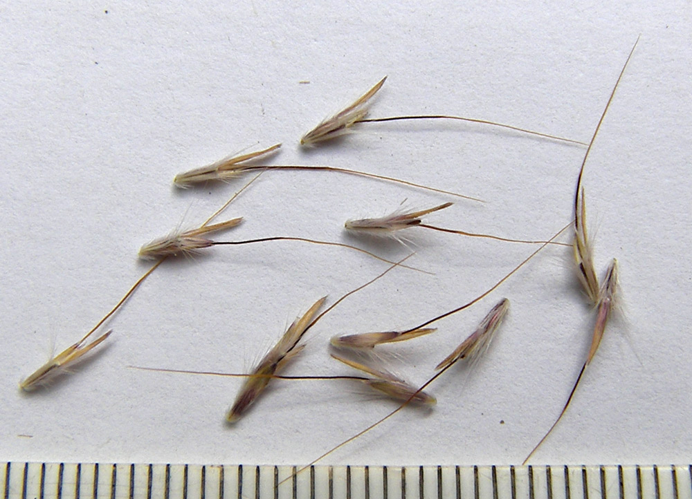 Image of Bothriochloa caucasica specimen.