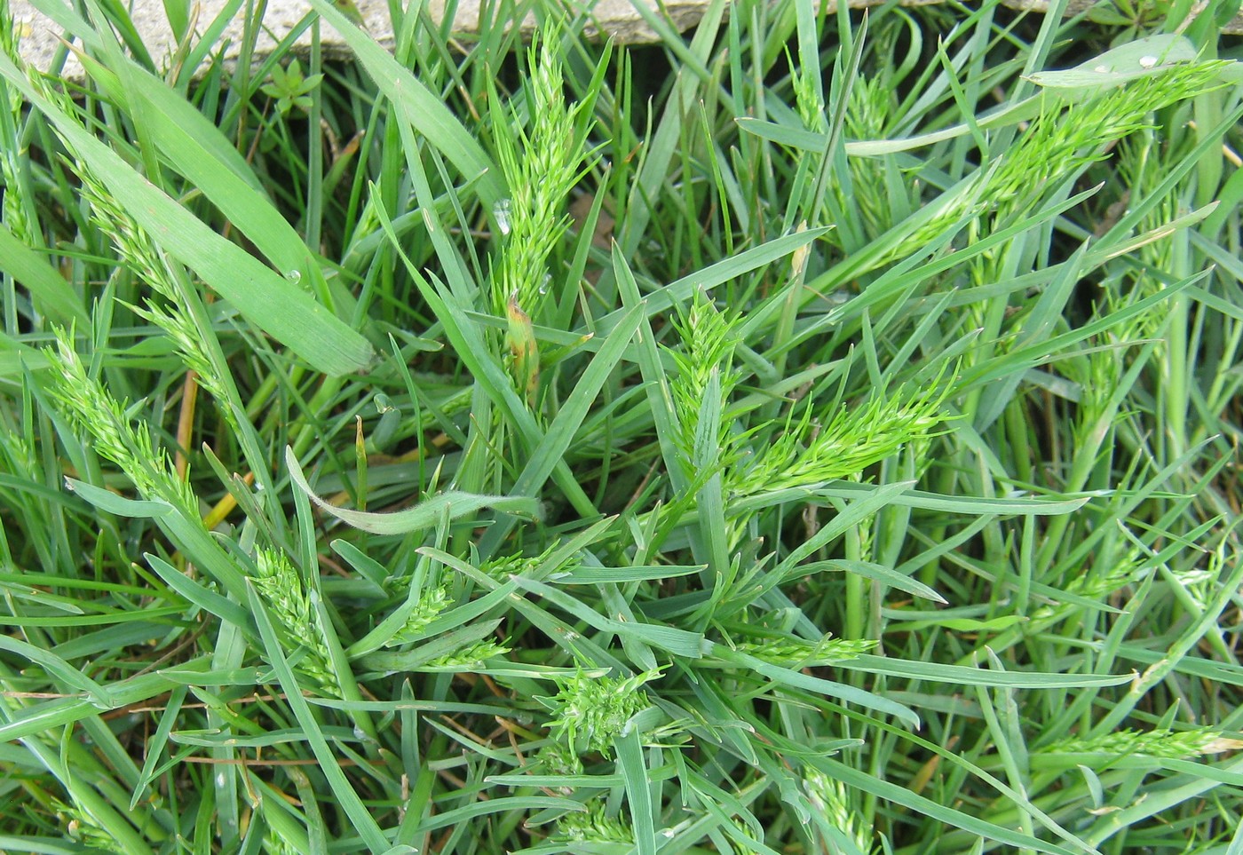 Image of Poa bulbosa ssp. vivipara specimen.