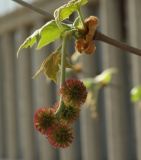 Platanus orientalis