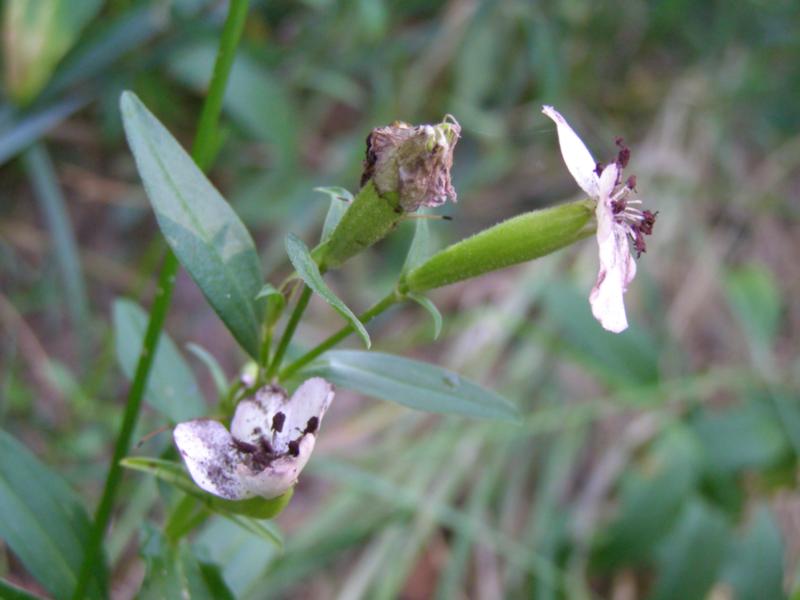 Изображение особи Saponaria officinalis.