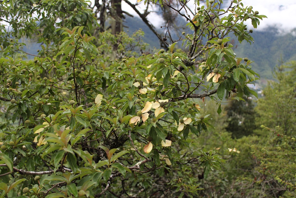 Image of Cynoxylon capitatum specimen.