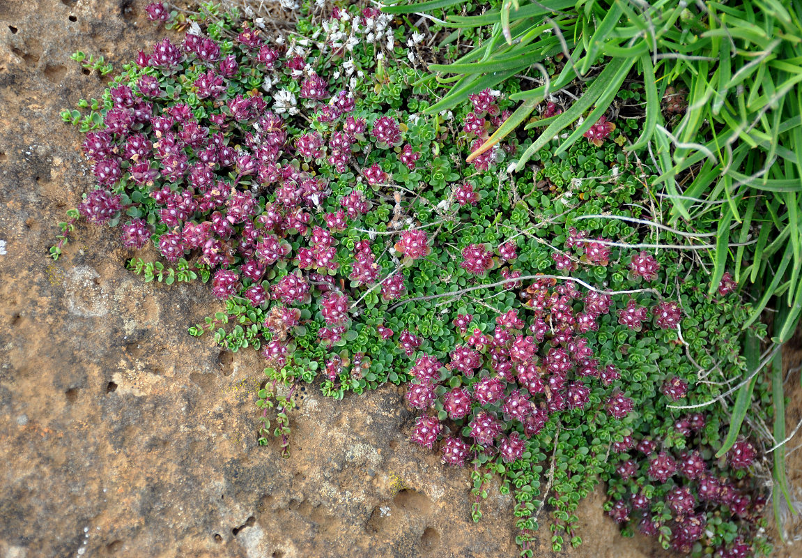 Image of Thymus praecox ssp. britannicus specimen.