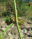 Cyperus difformis. Часть побега с соплодием. Краснодарский край, Абинский р-н, ст-ца Холмская, берег р. Хабль. 08.09.2016.