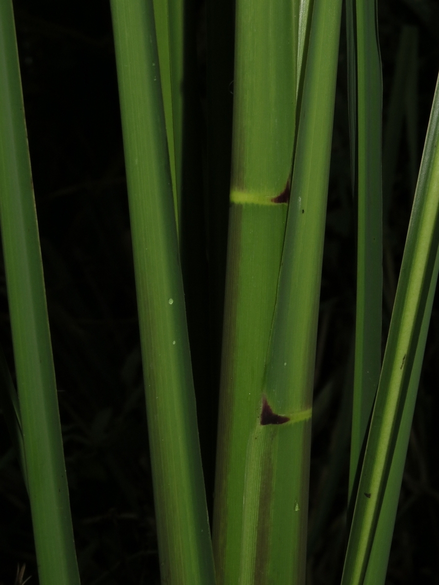 Image of Zizania latifolia specimen.