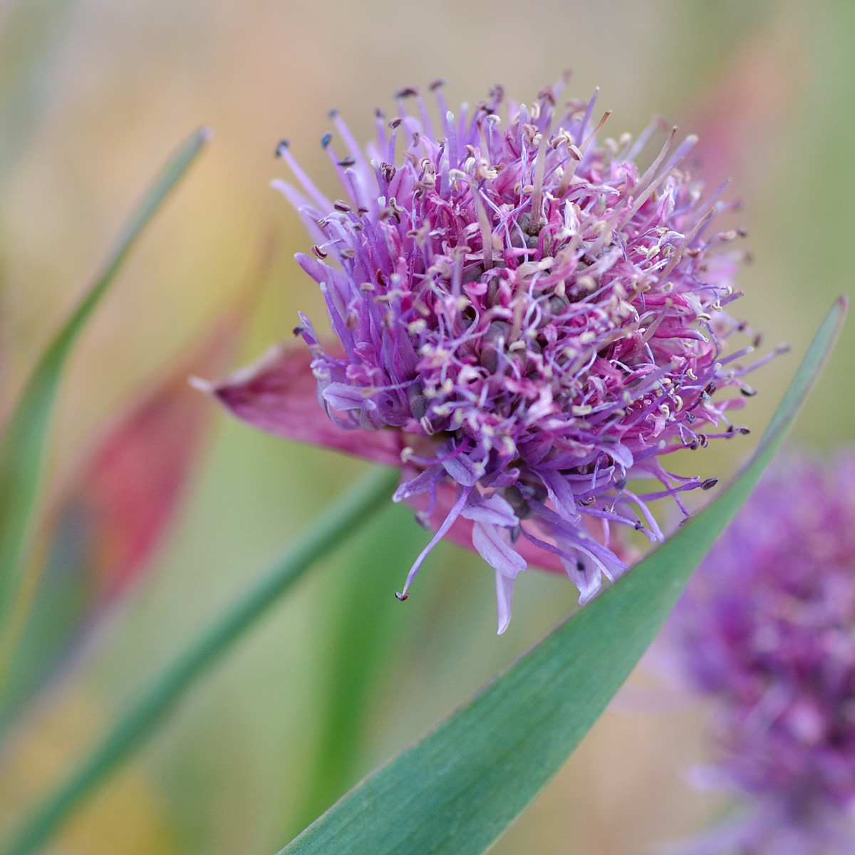 Изображение особи Allium platyspathum.