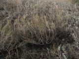 Artemisia taurica