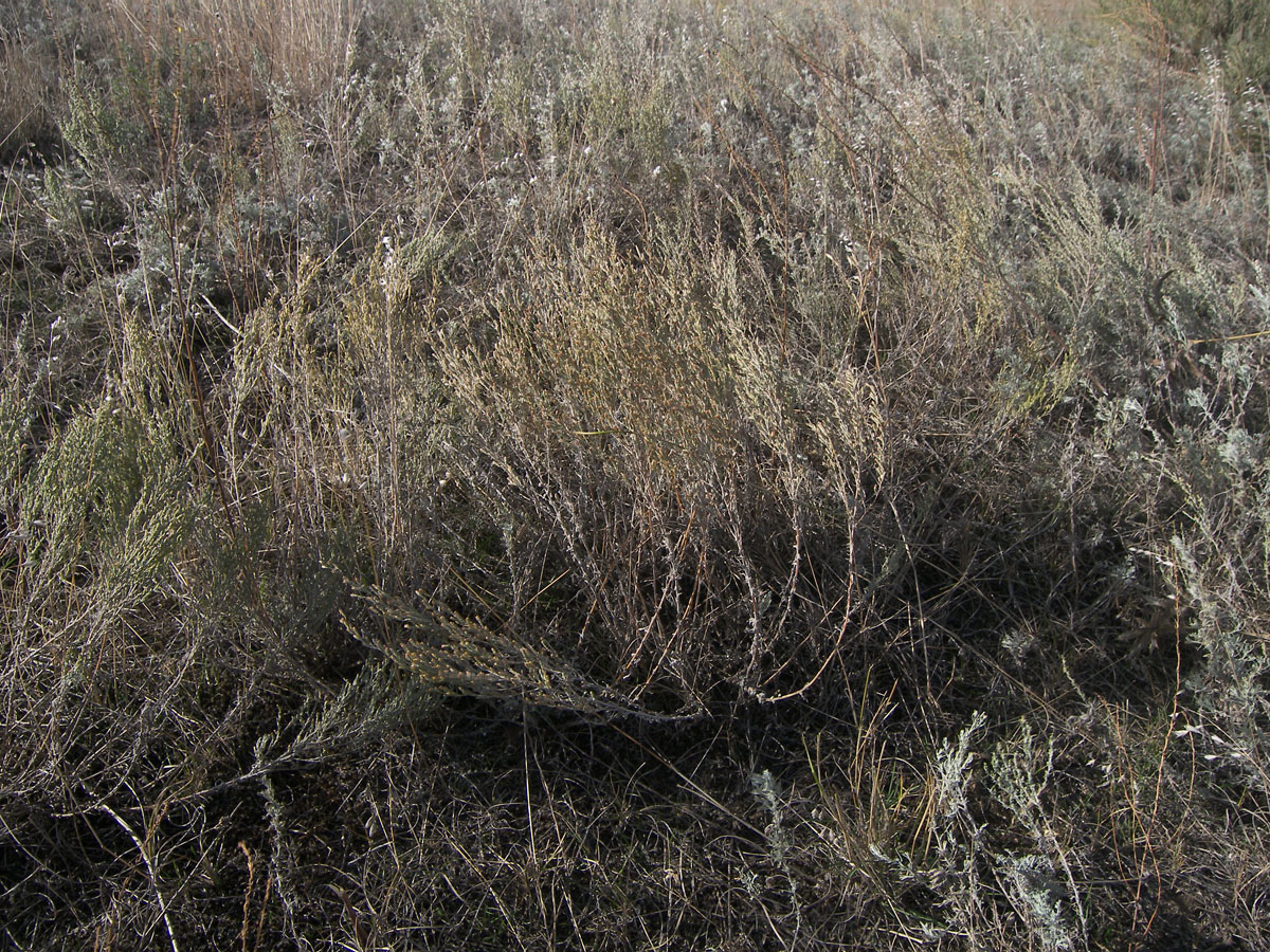 Image of Artemisia taurica specimen.