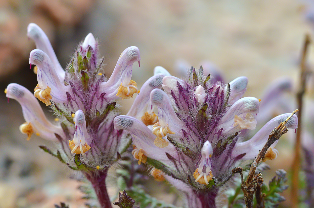 Изображение особи Pedicularis violascens.