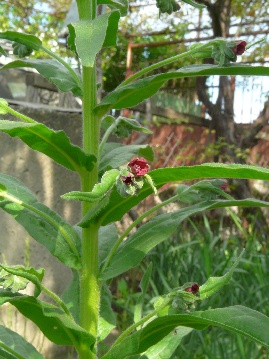 Image of Cynoglossum officinale specimen.