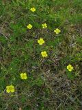 Potentilla erecta