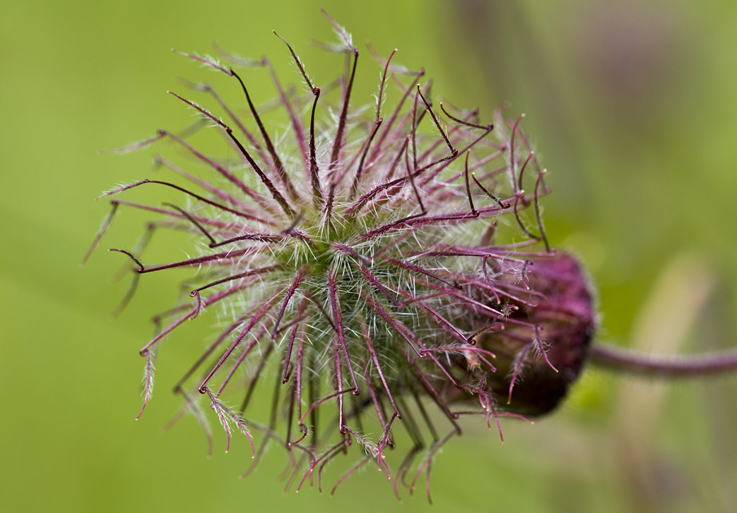 Image of Geum rivale specimen.