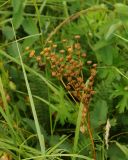 Filipendula vulgaris