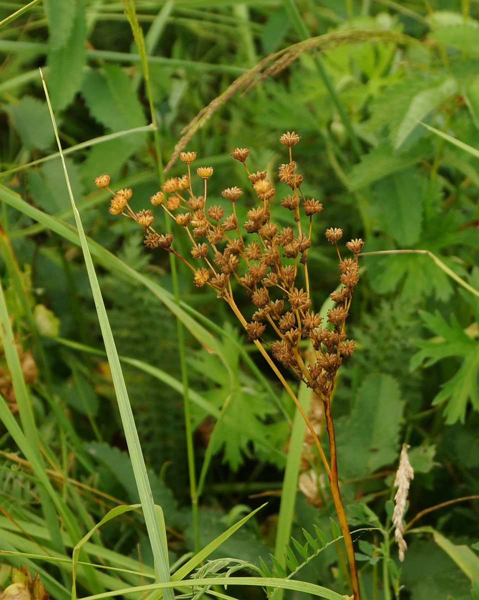 Image of Filipendula vulgaris specimen.