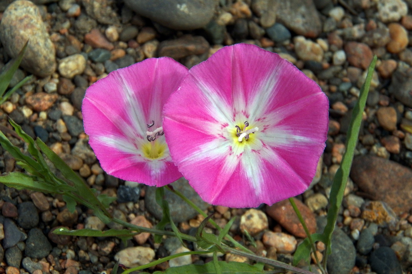 Изображение особи Convolvulus chinensis.