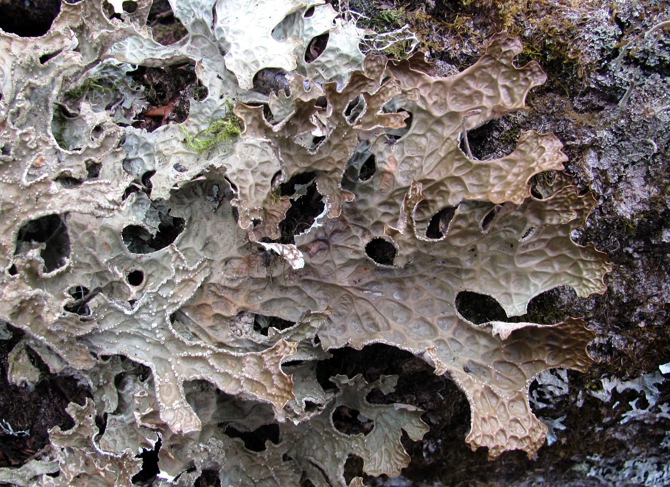 Image of Lobaria pulmonaria specimen.