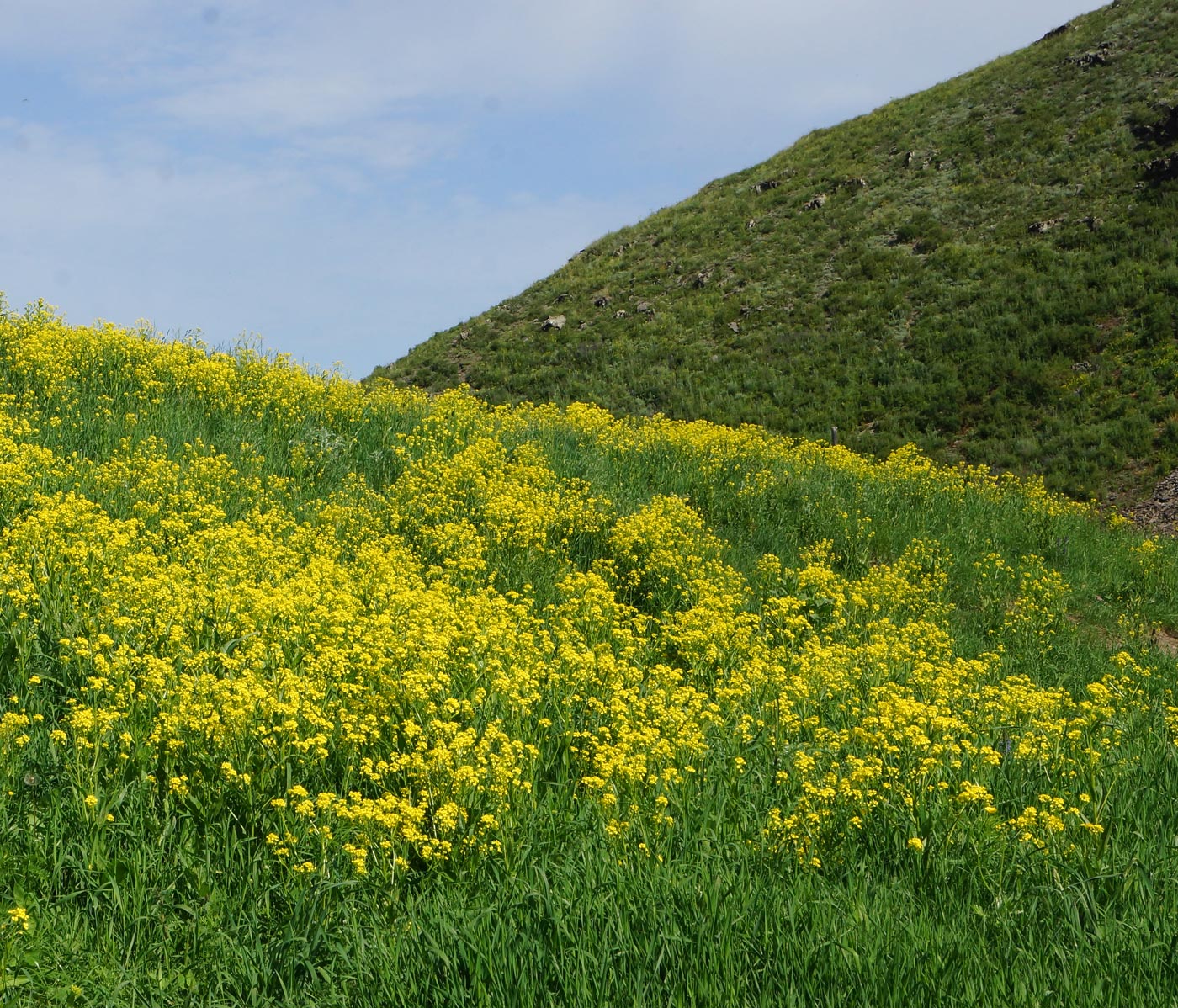 Изображение особи Bunias orientalis.