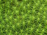 Polytrichum commune