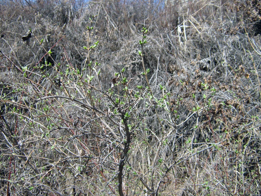 Image of Lonicera tatarica specimen.