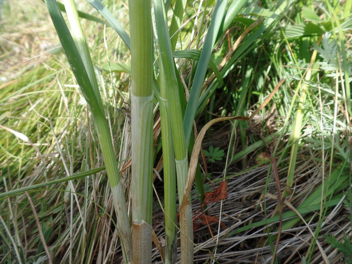 Изображение особи Allium hymenorhizum.