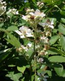 Rubus candicans. Побег с цветками. Краснодарский край, г. Усть-Лабинск, склон правого берега Кубани, заброшенные очистные сооружения. 12.06.2016.
