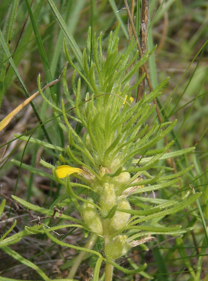 Image of Ajuga chia specimen.