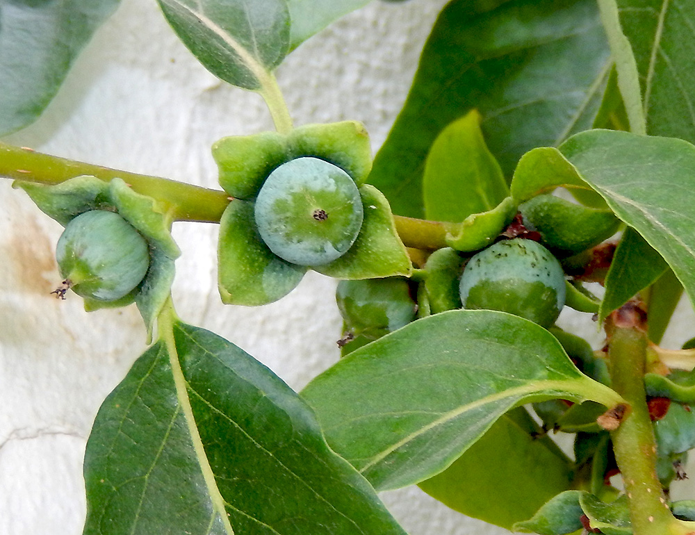 Image of Diospyros lotus specimen.