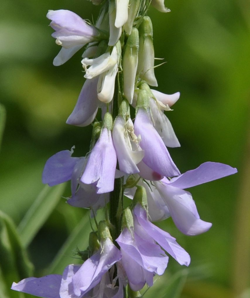 Изображение особи Galega officinalis.