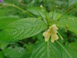 Impatiens parviflora