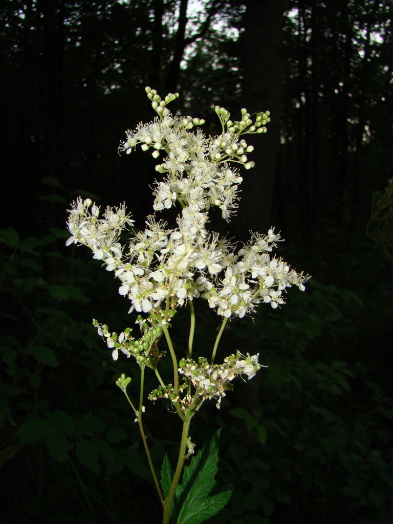 Image of Filipendula ulmaria specimen.