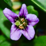 Lycium schweinfurthii