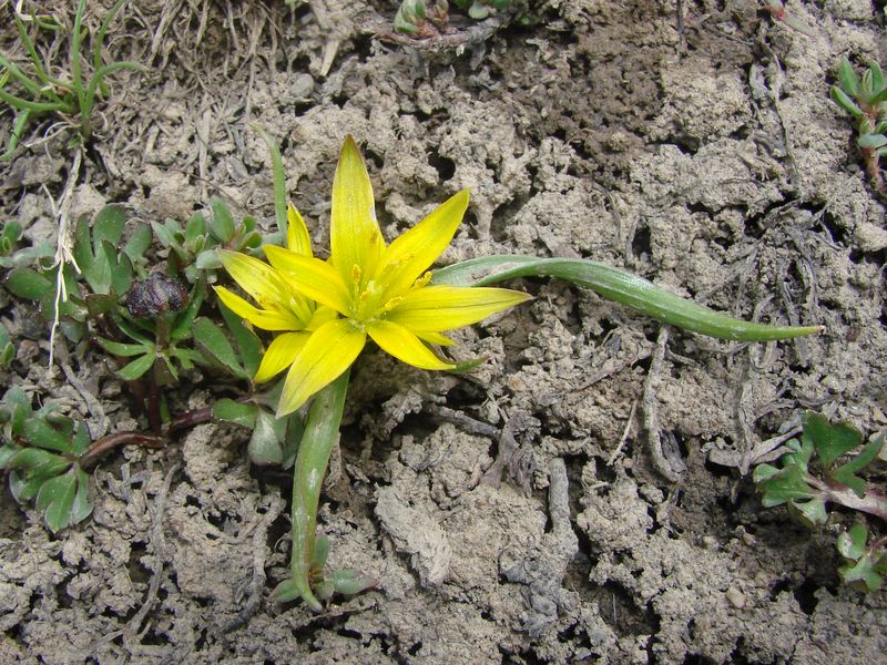 Image of Gagea hissarica specimen.