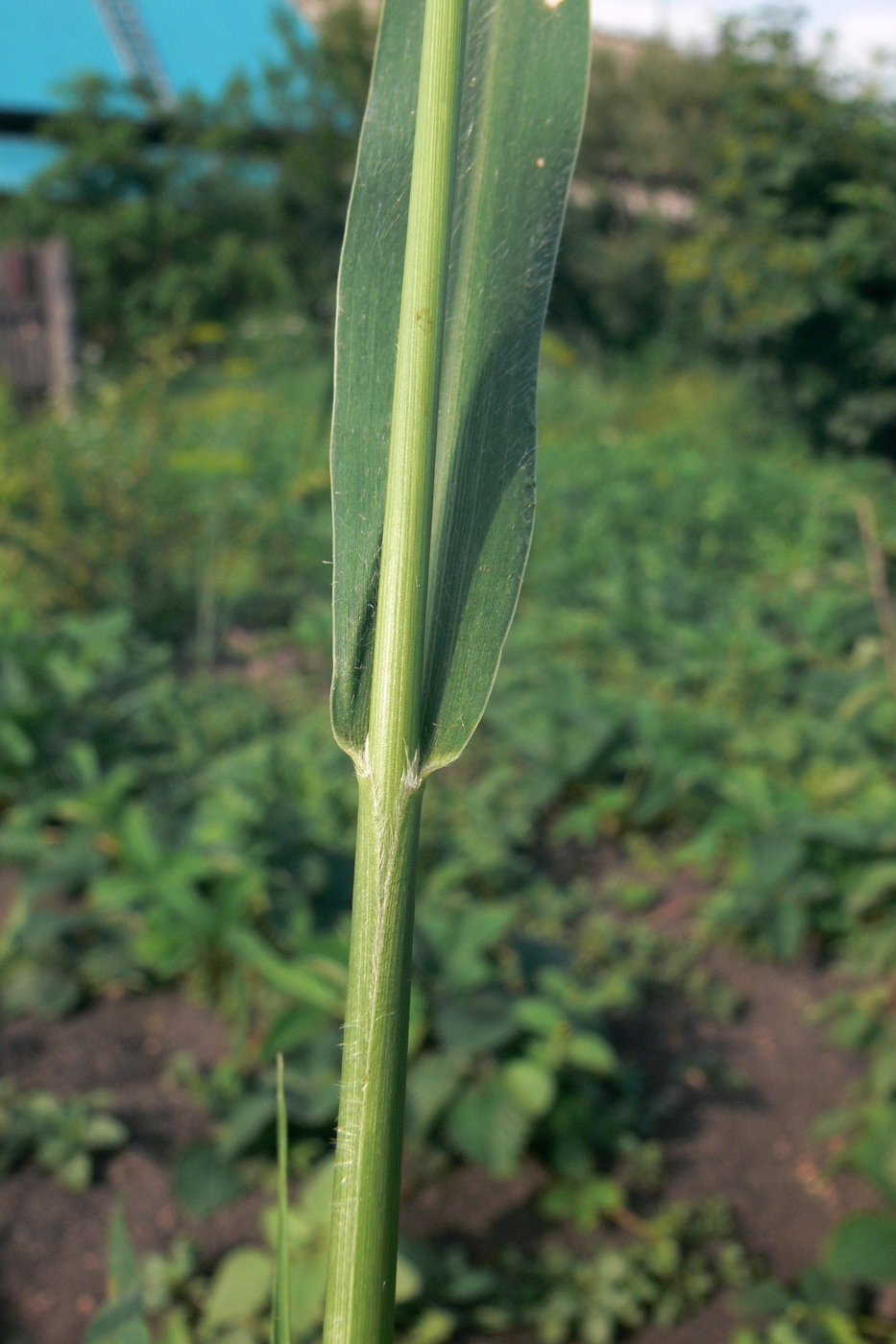 Изображение особи Echinochloa crus-galli.