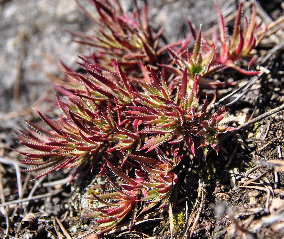 Изображение особи Saxifraga spinulosa.