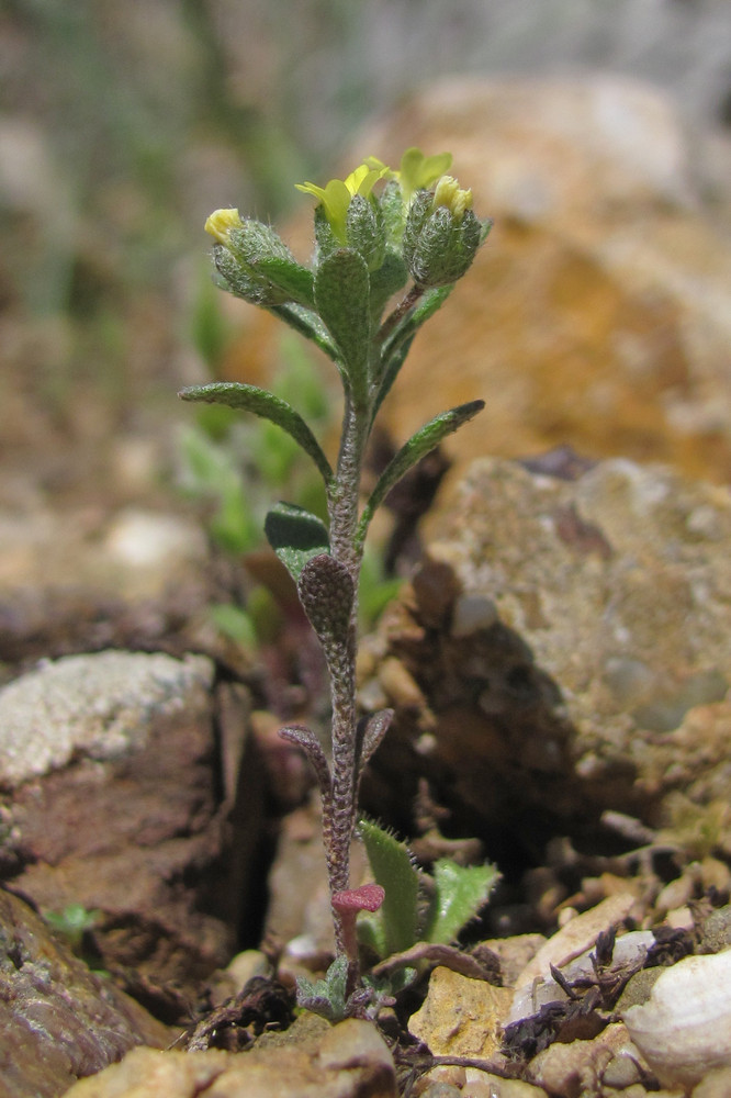 Изображение особи Alyssum smyrnaeum.