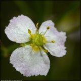 Alisma plantago-aquatica