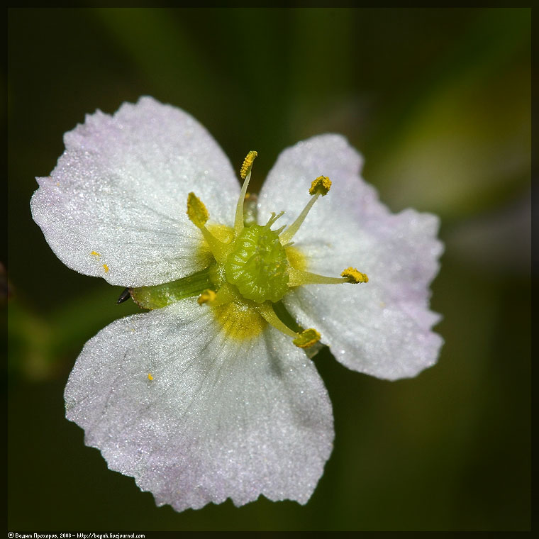 Image of Alisma plantago-aquatica specimen.