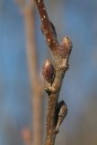 Alnus incana